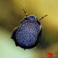 Orange River Snail - Superior Shrimp & Aquatics