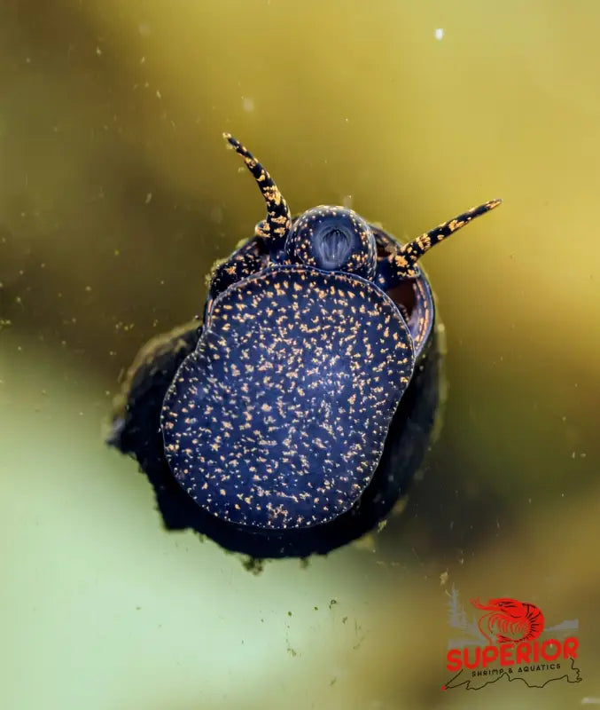 Orange River Snail - Superior Shrimp & Aquatics