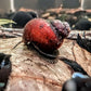 Orange River Snail - Superior Shrimp & Aquatics