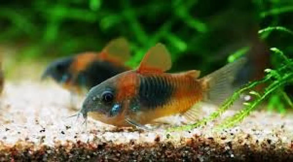 Orange Venezuela Corydoras (Corydoras venezuelanus)
