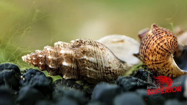 Pagoda Snail (Brotia pagodula) - Superior Shrimp & Aquatics