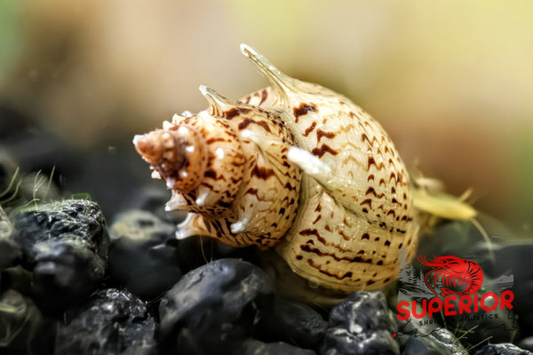 Pagoda Snail (Brotia pagodula) - Superior Shrimp & Aquatics