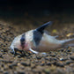 Panda Corydoras (Corydoras panda)