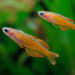 Paskali Red Neon (Pseudomugil luminatus)
