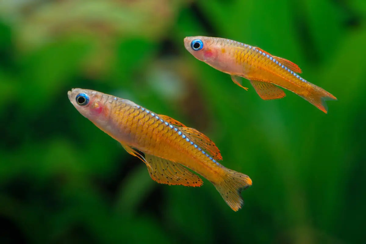 Paskali Red Neon (Pseudomugil luminatus)
