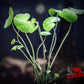 Pennywort (Hydrocotyle leucocephala) - Superior Shrimp & Aquatics