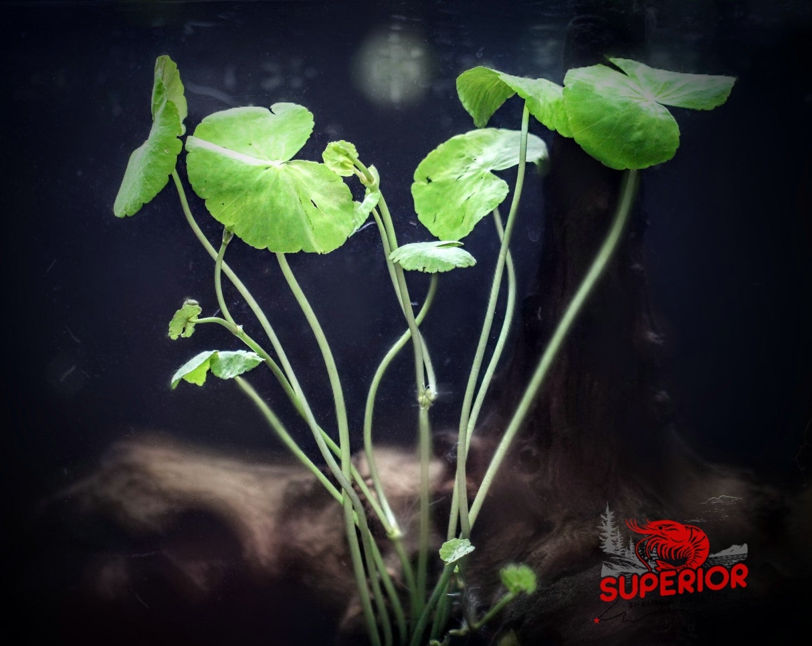 Dwarf Pennywort Aquarium