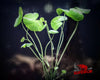 Pennywort (Hydrocotyle leucocephala) - Superior Shrimp & Aquatics