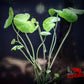 Pennywort (Hydrocotyle leucocephala) - Superior Shrimp & Aquatics