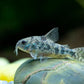 Peppered Corydoras (Corydoras paleatus)
