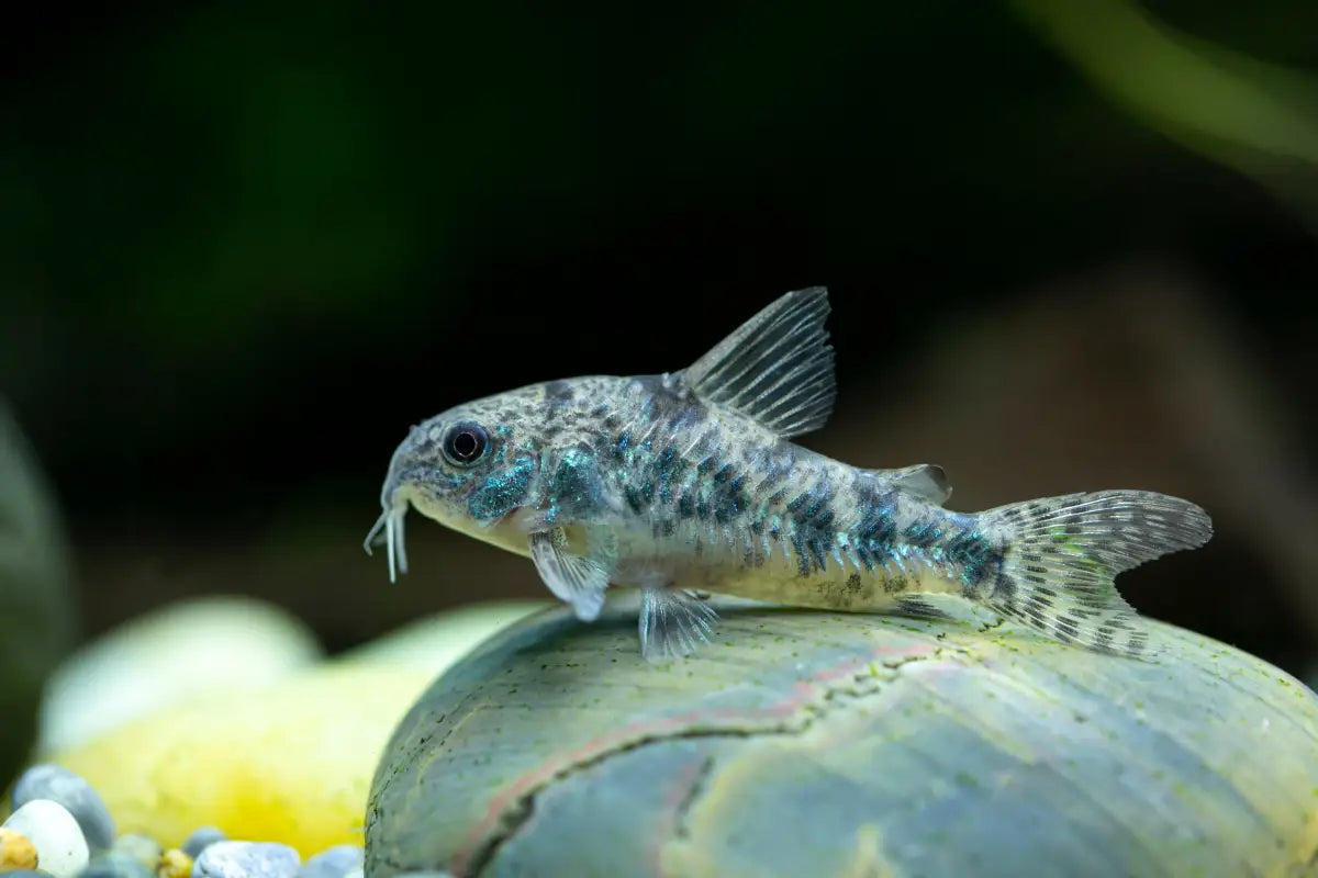 Peppered Corydoras (Corydoras paleatus)
