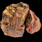 Petrified Wood Fossil Rock - Hardscape