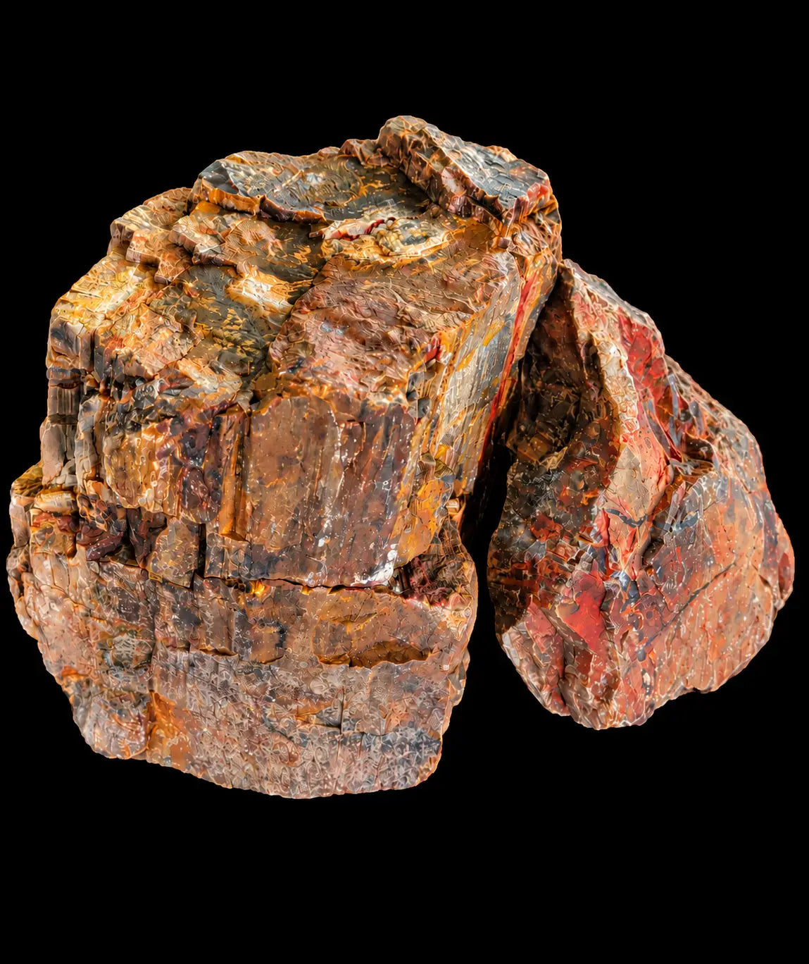 Petrified Wood Fossil Rock - Hardscape