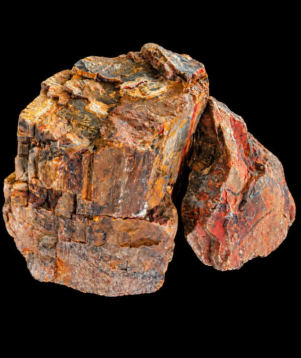 Petrified Wood Fossil Rock - Hardscape