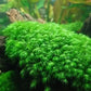 Phoenix Moss (Fissidens fontanus) - Plant