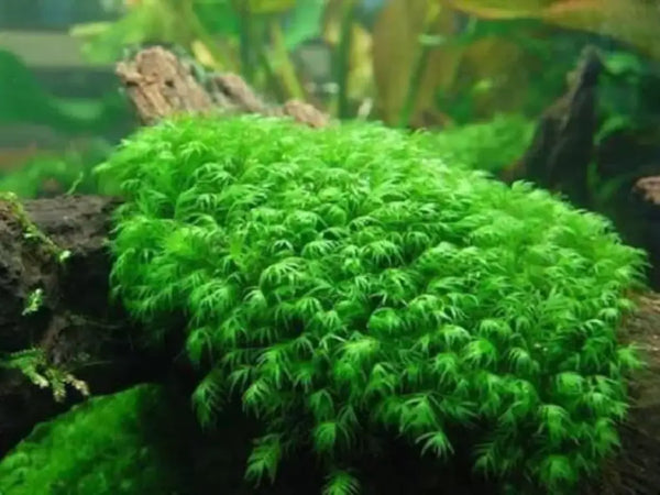 Phoenix Moss (Fissidens fontanus) - Plant