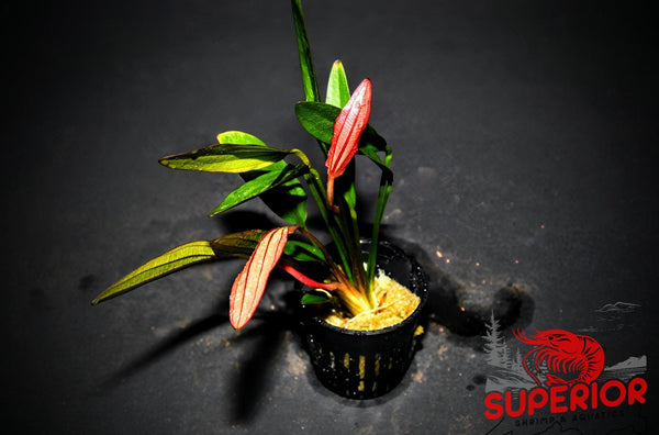 Pink Marble Sword ('Echinodorus sp. ‘Pink Marble’') - Superior Shrimp & Aquatics