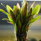 Pink Marble Sword ('Echinodorus sp. ‘Pink Marble’') - Superior Shrimp & Aquatics