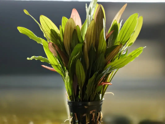 Pink Marble Sword ('Echinodorus sp. ‘Pink Marble’') - Superior Shrimp & Aquatics