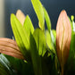 Pink Marble Sword ('Echinodorus sp. ‘Pink Marble’') - Superior Shrimp & Aquatics