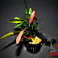 Pink Marble Sword ('Echinodorus sp. ‘Pink Marble’') - Superior Shrimp & Aquatics