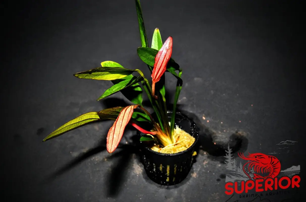 Pink Marble Sword ('Echinodorus sp. ‘Pink Marble’') - Superior Shrimp & Aquatics
