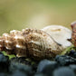 Pagoda Snail (Brotia pagodula) - Superior Shrimp & Aquatics
