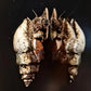 Pagoda Snail (Brotia pagodula) - Superior Shrimp & Aquatics