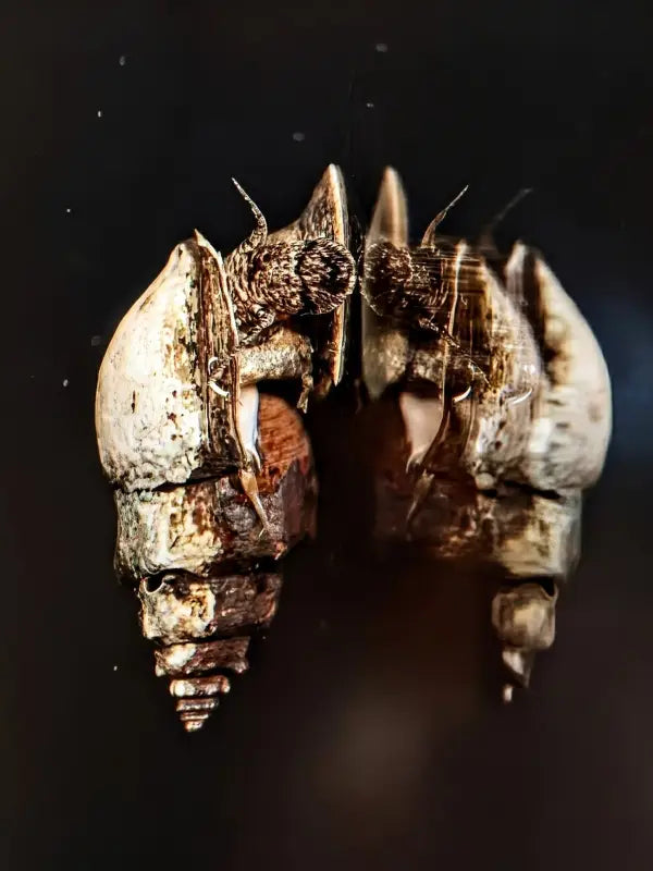 Pagoda Snail (Brotia pagodula) - Superior Shrimp & Aquatics