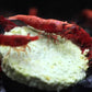 Fire Red W/ Backline Cherry Shrimp