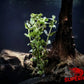The Purple Bacopa (Bacopa caroliniana 'Purple') - Superior Shrimp & Aquatics