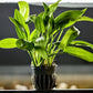 Radican Green Sword ('Echinodorus cordifolius var. floridanus') - Superior Shrimp & Aquatics