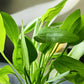 Radican Green Sword ('Echinodorus cordifolius var. floridanus') - Superior Shrimp & Aquatics