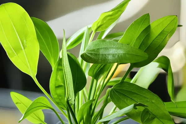 Radican Green Sword ('Echinodorus cordifolius var. floridanus') - Superior Shrimp & Aquatics