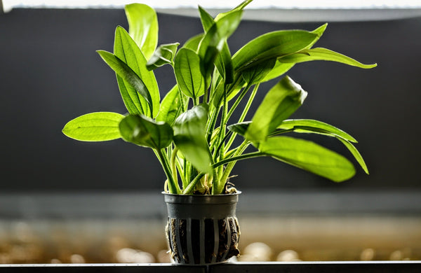 Radican Green Sword ('Echinodorus cordifolius var. floridanus') - Superior Shrimp & Aquatics