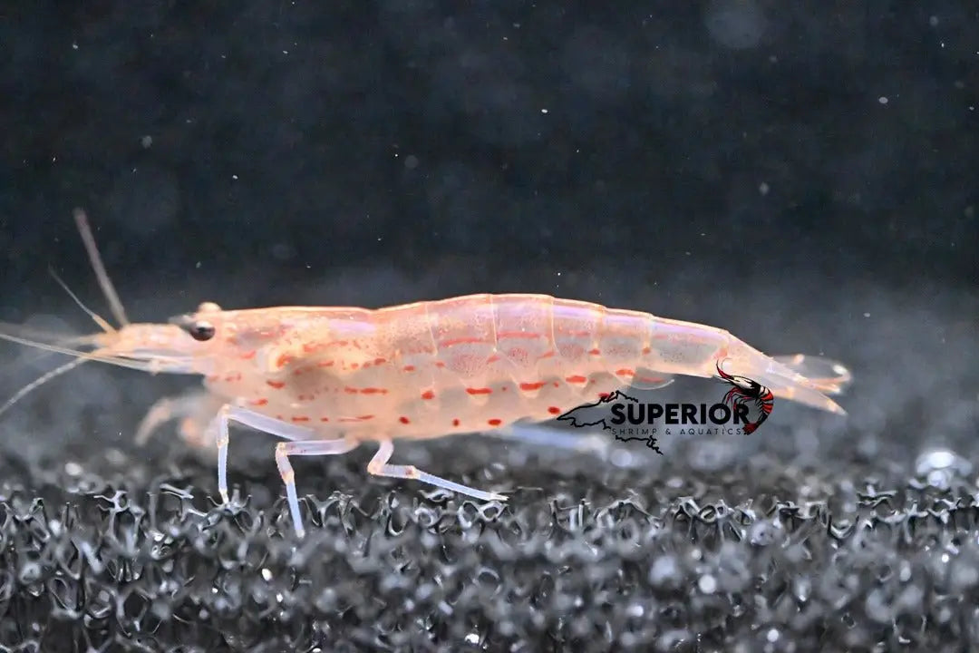 Red Amano Shrimp