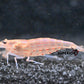Red Amano Shrimp - Superior Shrimp & Aquatics