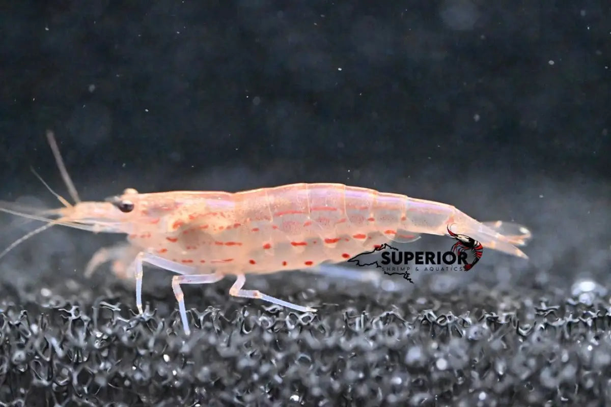 Red Amano Shrimp - Superior Shrimp & Aquatics