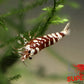 Red Fancy Tiger Shrimp - Superior Shrimp & Aquatics