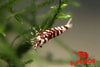 Red Fancy Tiger Shrimp - Superior Shrimp & Aquatics