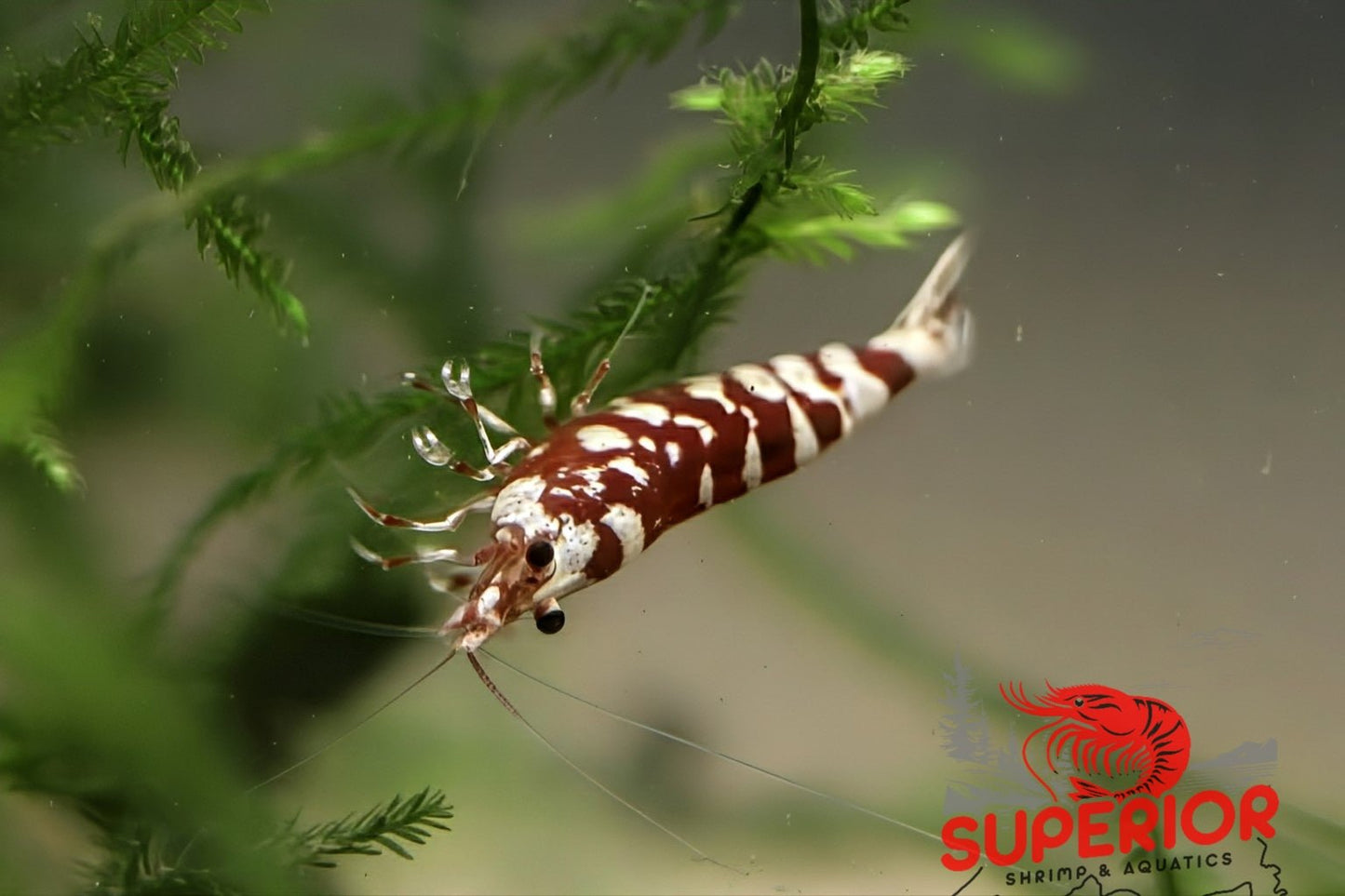 Red Fancy Tiger Shrimp - Superior Shrimp & Aquatics