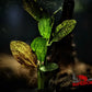 Red Flame Sword Plant (Echinodorus ‘Red Flame’) - Superior Shrimp & Aquatics
