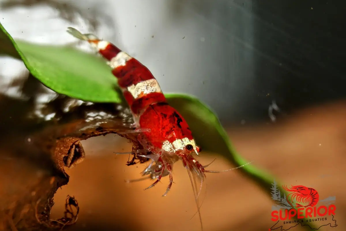 Red King Kong Shrimp - Superior Shrimp & Aquatics