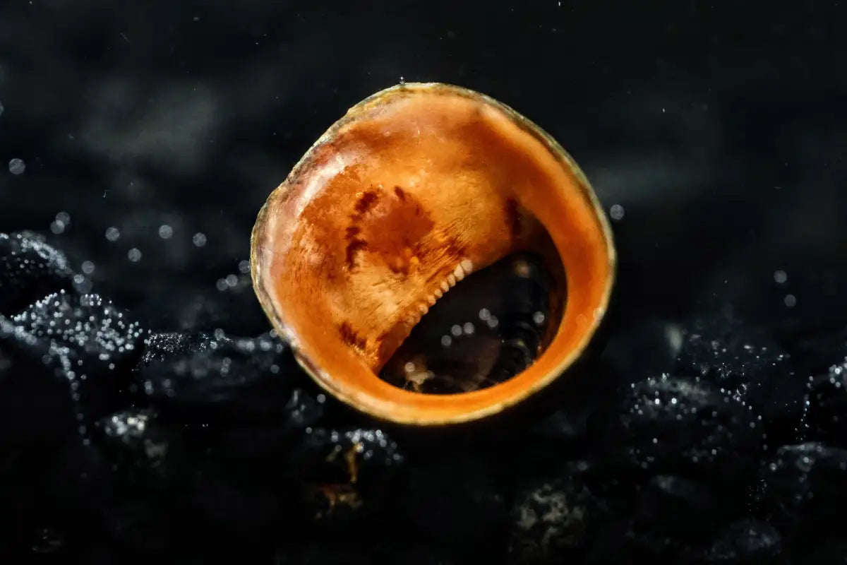 Red Lip Nerite Snail (Neritina violacea) - Snails