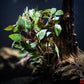 Red Ludwigia (Ludwigia sp. 'Red') - Superior Shrimp & Aquatics