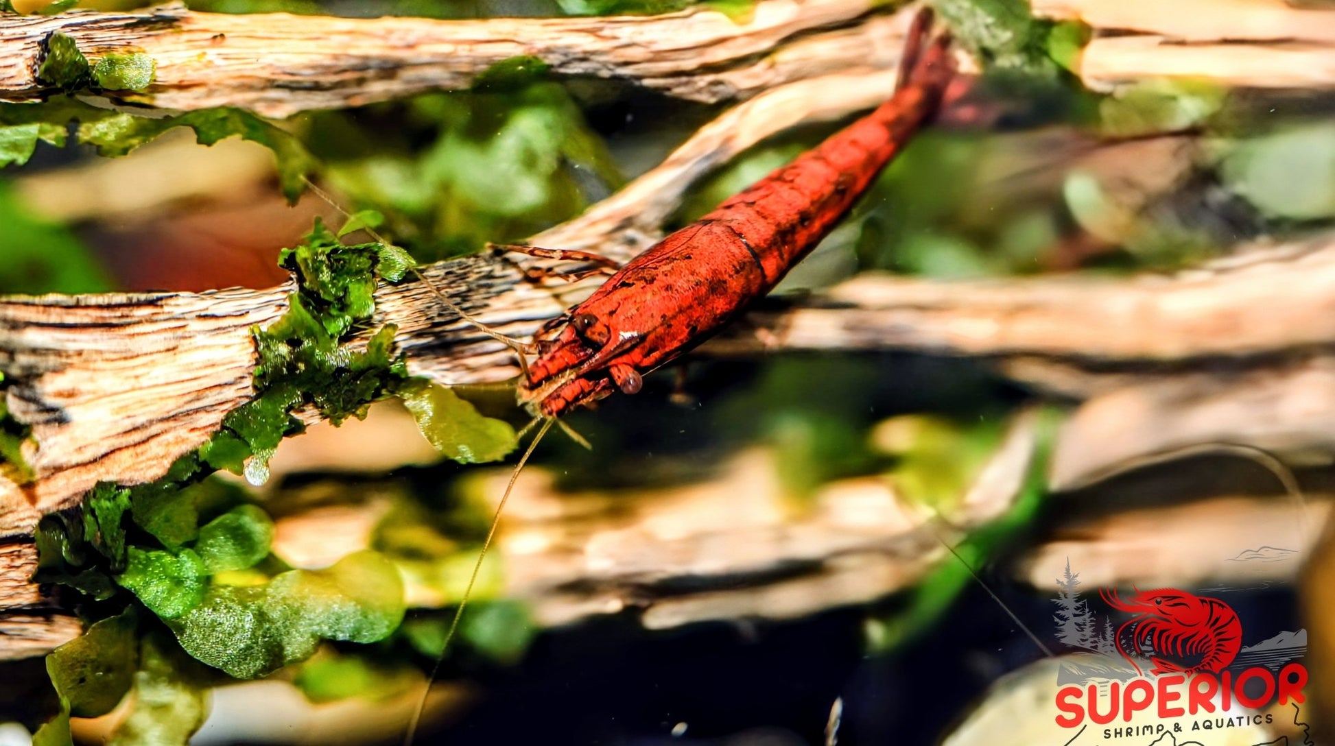 Red Onyx Shrimp - Superior Shrimp & Aquatics