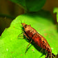 Red Onyx Shrimp - Superior Shrimp & Aquatics