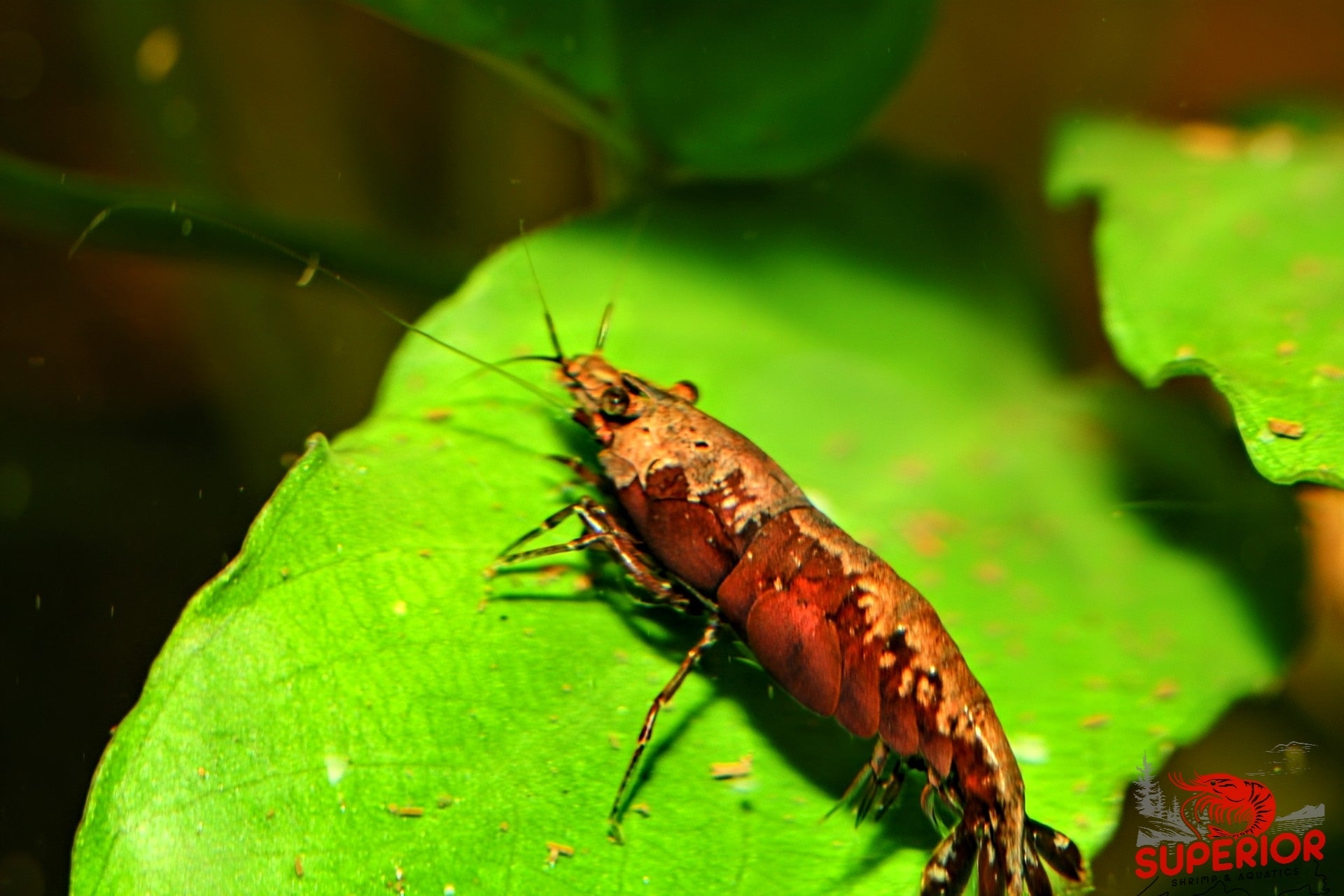 Red Onyx Shrimp - Superior Shrimp & Aquatics