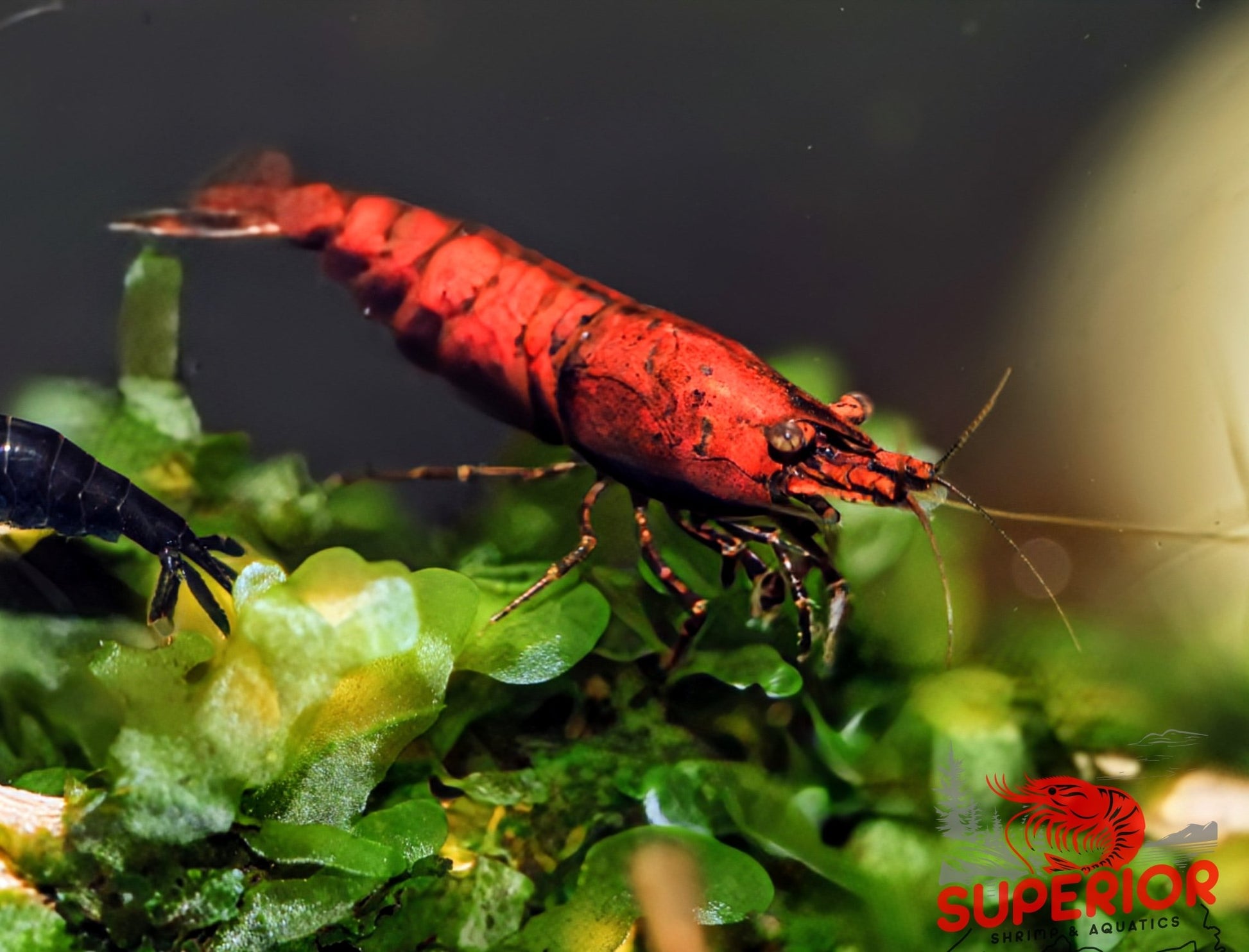 Red Onyx Shrimp - Superior Shrimp & Aquatics