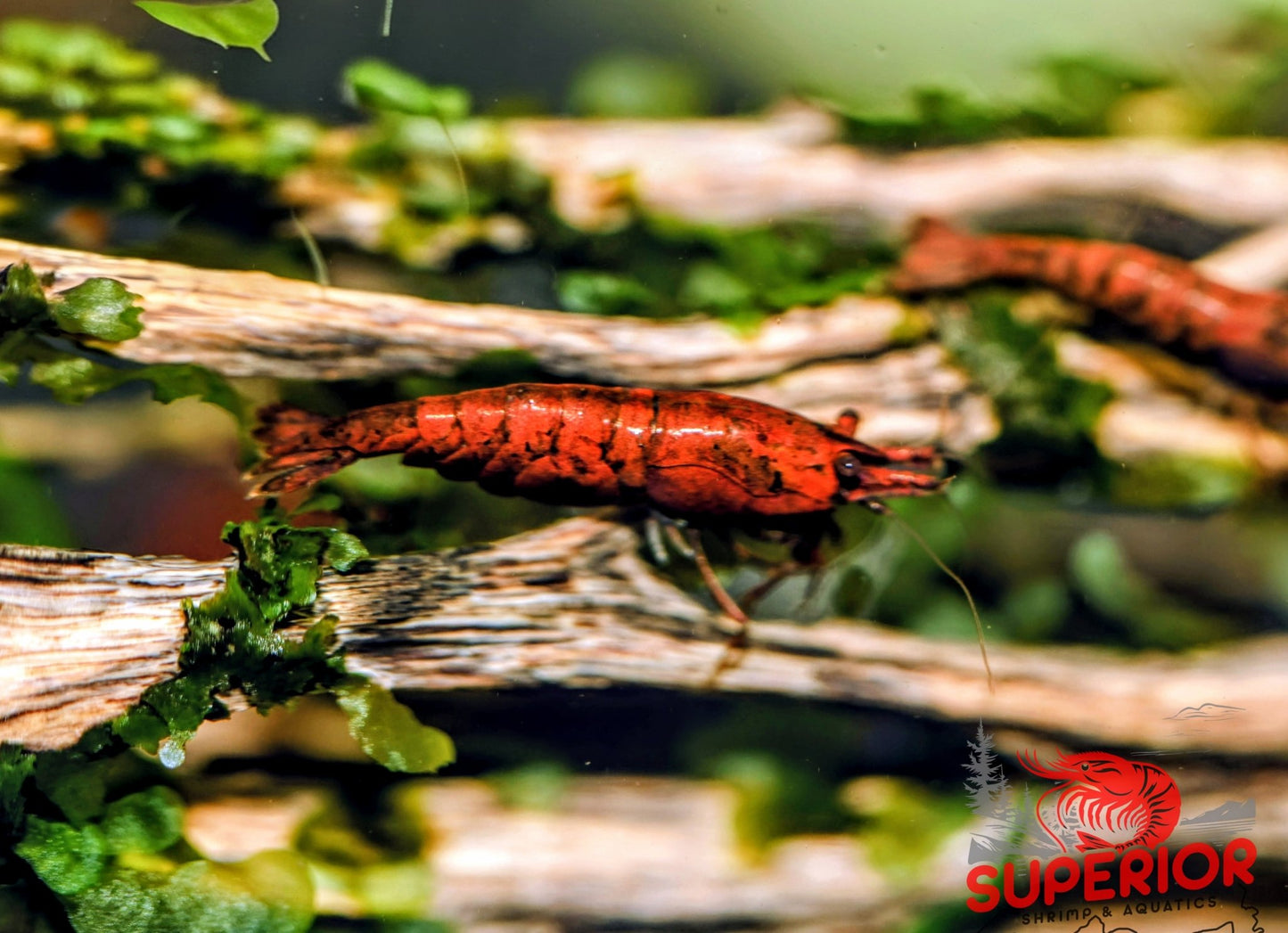 Red Onyx Shrimp - Superior Shrimp & Aquatics